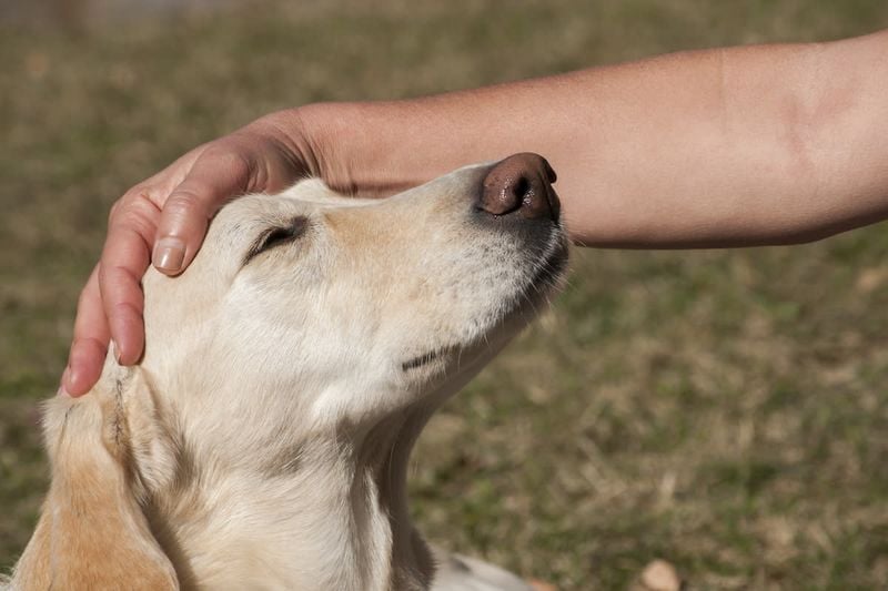 Labrador Retriever