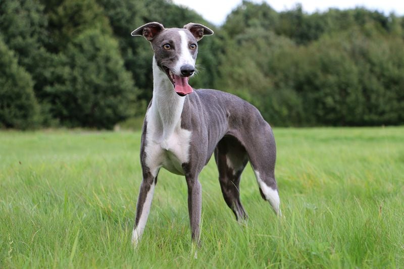 Whippet: The Sensitive Speedster With Gentle Soul