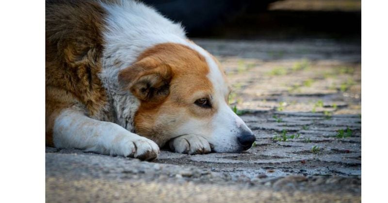 Social Withdrawal or Clingy Behavior Emerges
