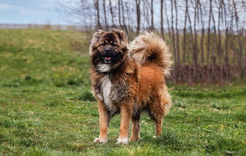 Caucasian Shepherd