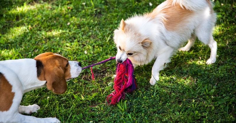Rough Play Doesn't Create Aggression