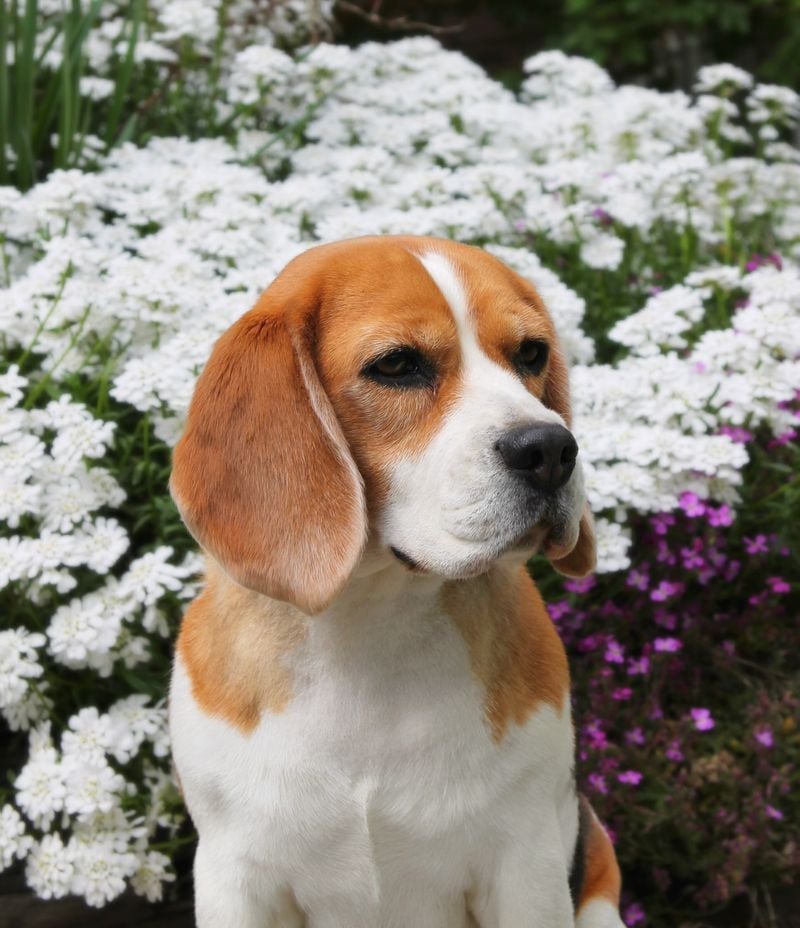Beagles: Merry Little Friends with Big Hearts
