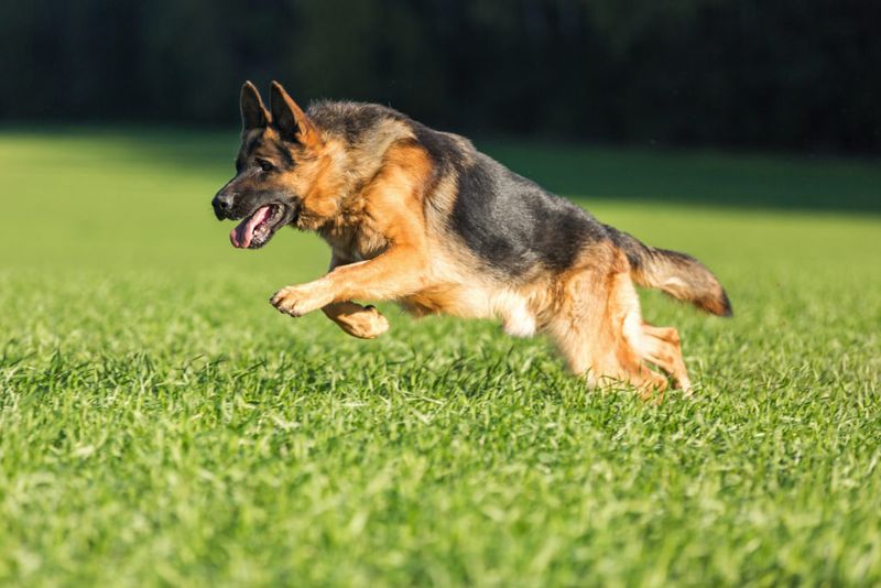 German Shepherd