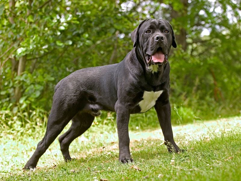Cane Corso