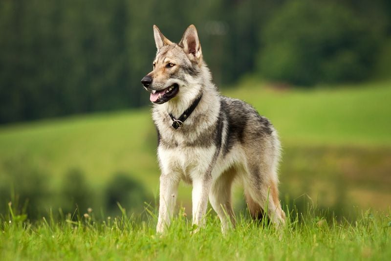 Wolf–German Shepherd Mix (Shep-wolf)