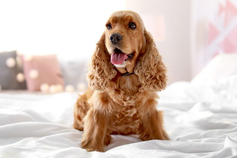 Cocker Spaniel: Beauty With Health Baggage