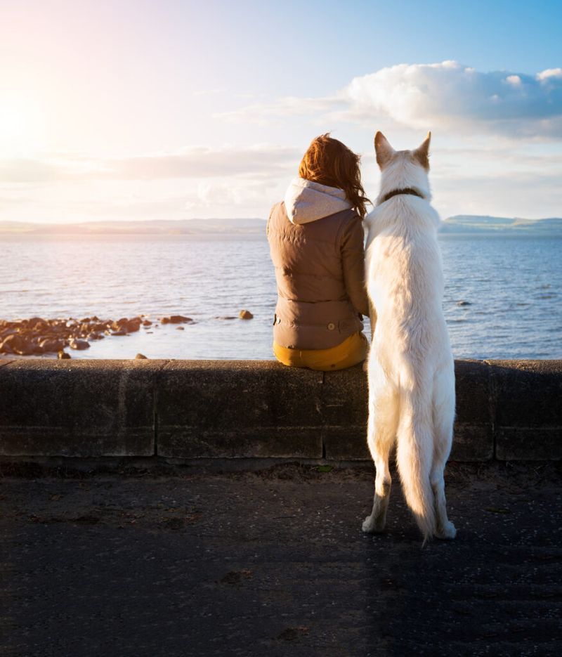 Don’t Rush Into Getting Another Pet