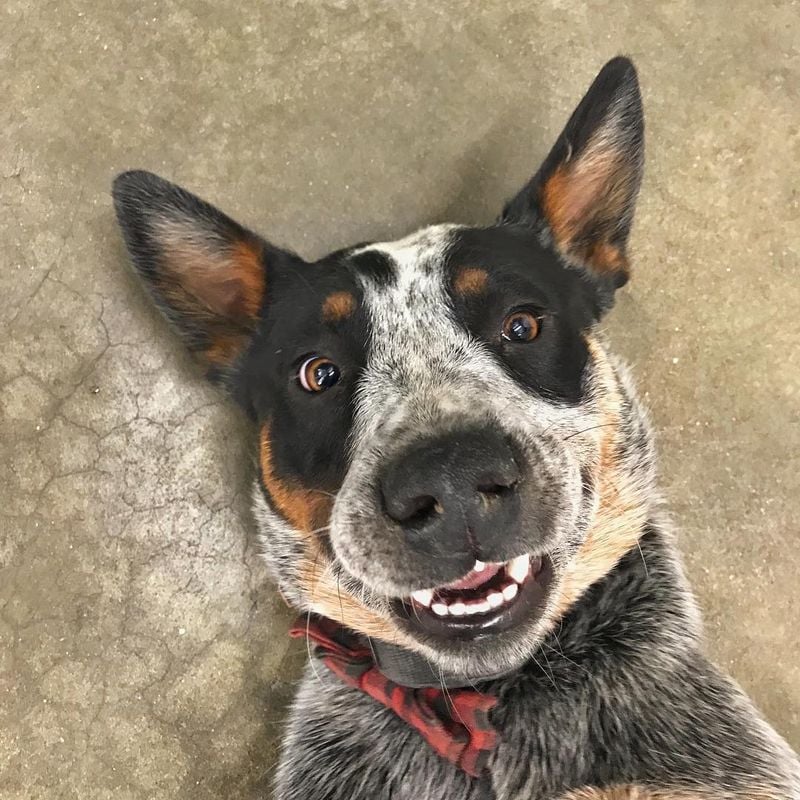 Australian Cattle Dog