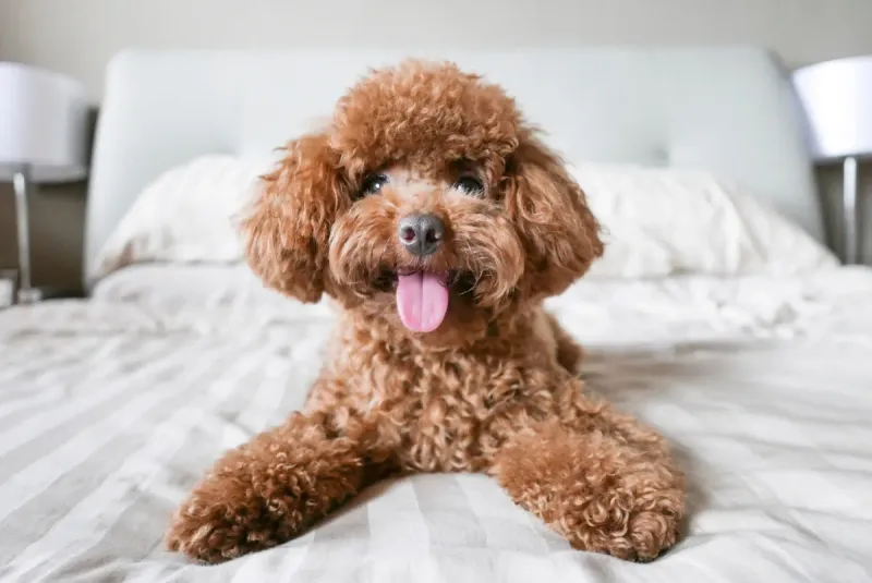 Poodle (Toy and Miniature)