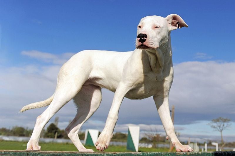 Dogo Argentino: The White Hunter