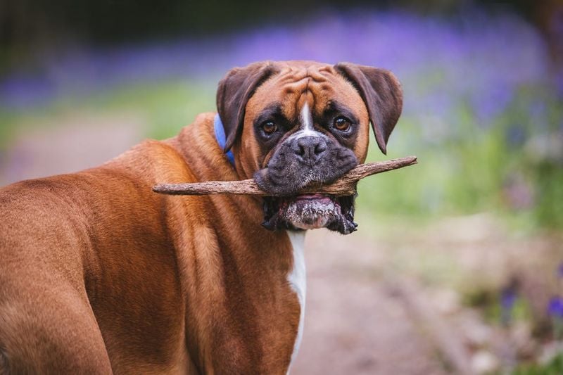 Boxer: Bouncy Joy Spreaders