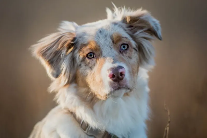 Australian Shepherd: Active Partner In Adventure