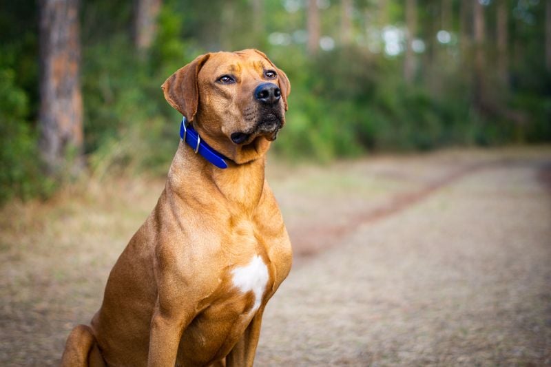 Rhodesian Ridgebacks