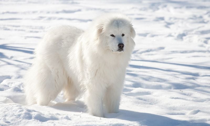 Mountain Guardians with Hearts of Gold: Great Pyrenees