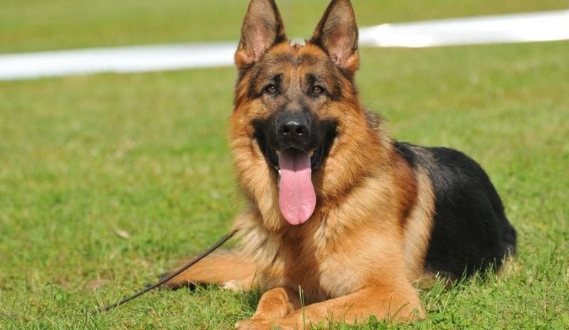 German Shepherds: The Soulful Guardians With Unwavering Loyalty