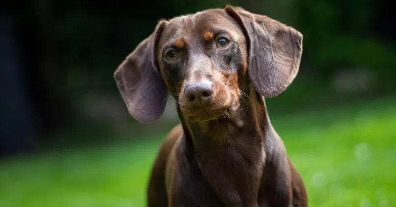 Dachshund