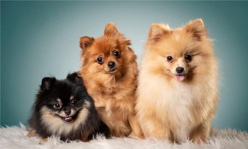 Keeshond vs. Pomeranian