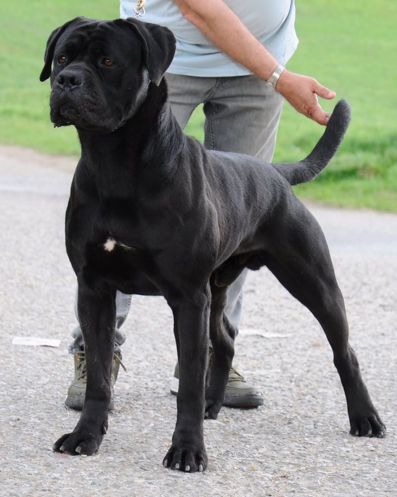 Cane Corso