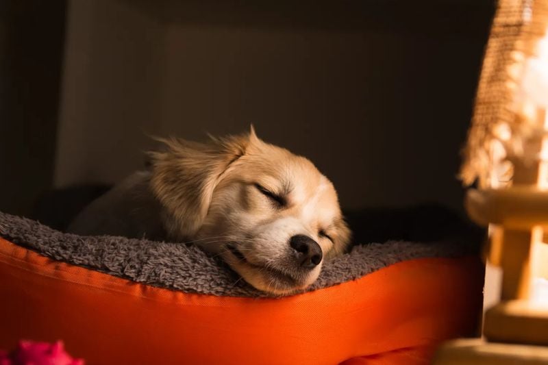 Interrupting Their Sleep