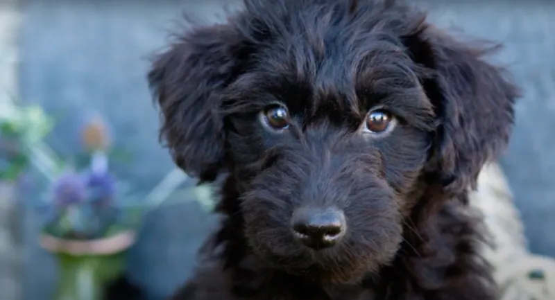 Schnoodle: The Spirited Sentinel