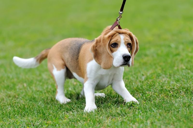 Beagle: The Nose-Driven Explorer