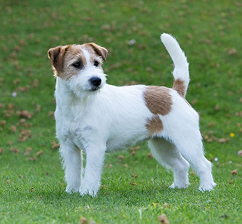 Jack Russell Terrier