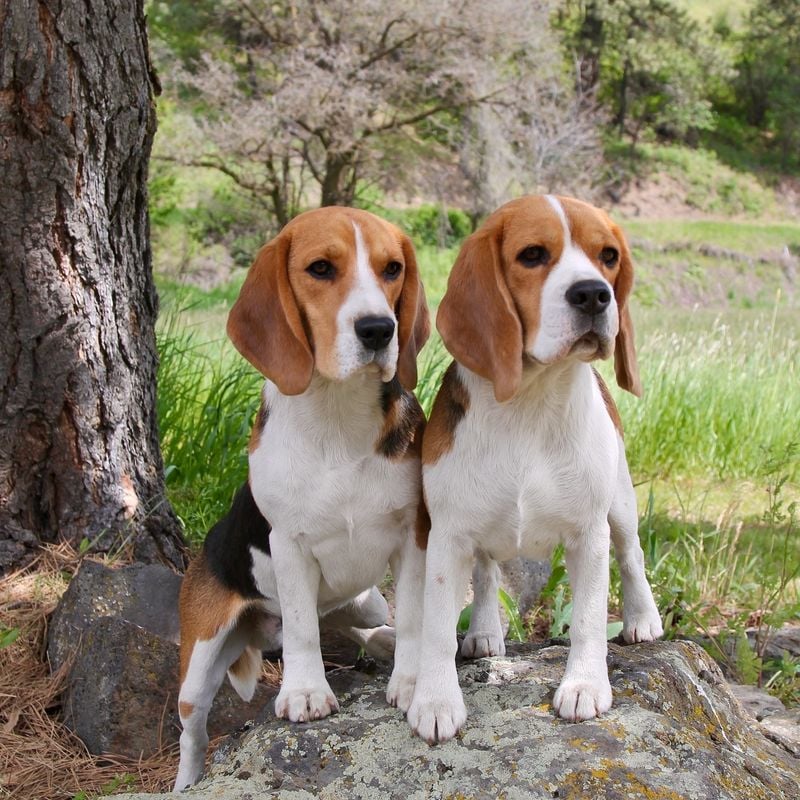 Beagles: Partners in Adventure