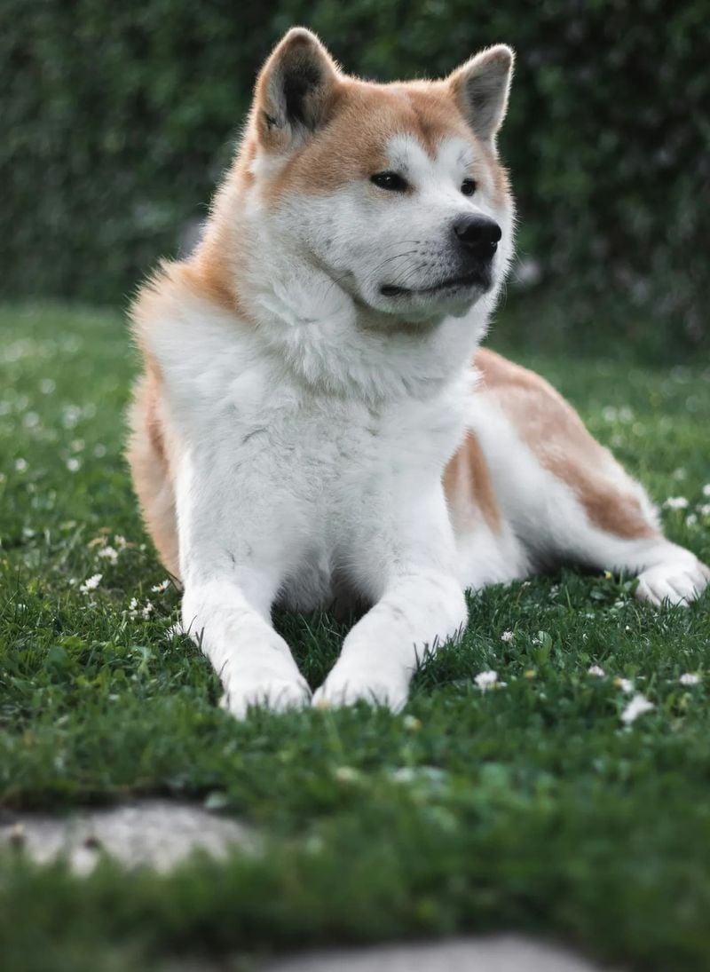 Akita: Noble Family Guardians