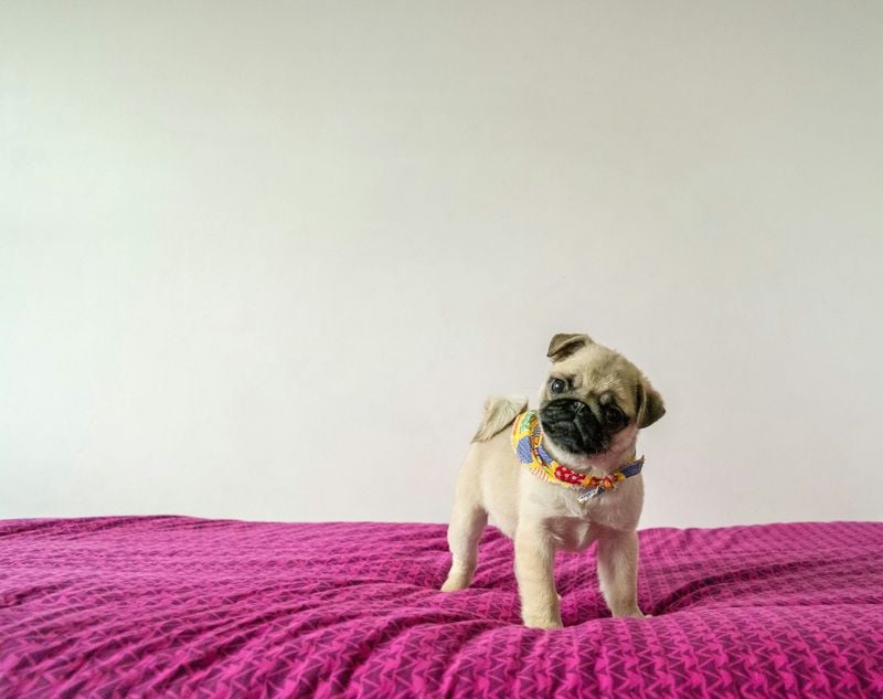 Teacup Pug