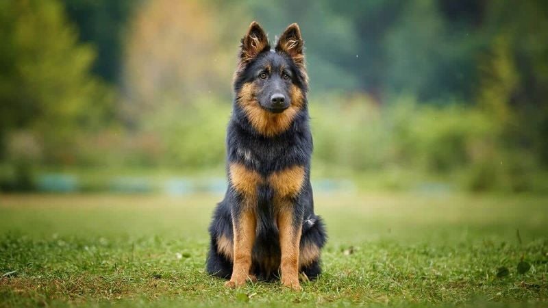 Bohemian Shepherd