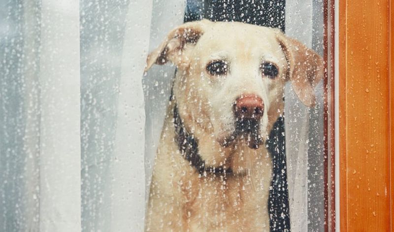 Leaving the Dog Alone for Too Long