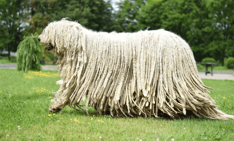 Komondor: The Mop-Like Warrior