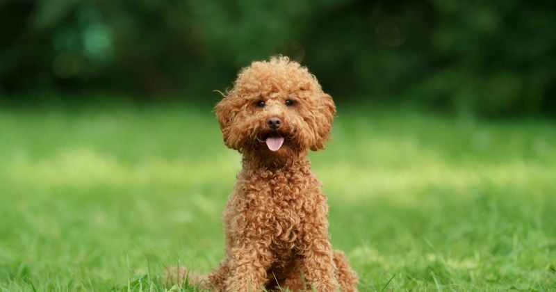 Poodle: The Brilliant Learner