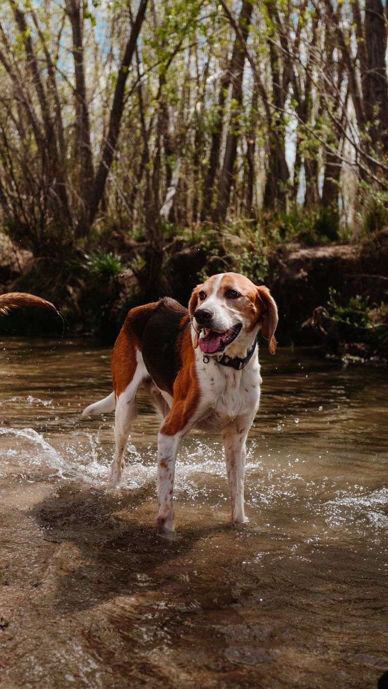 American Foxhound