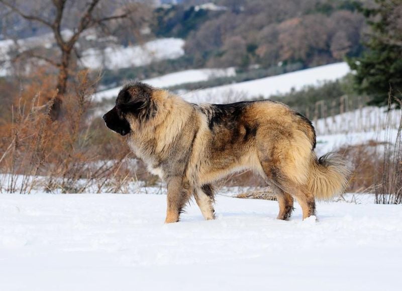 Caucasian Shepherd Dog