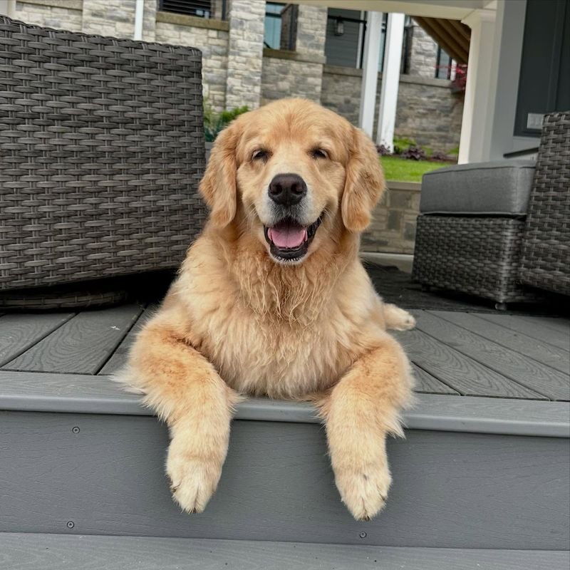 Golden Retrievers: Sunshine in Fur Form