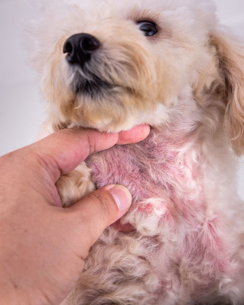 Excessive Shedding and Poor Coat Condition