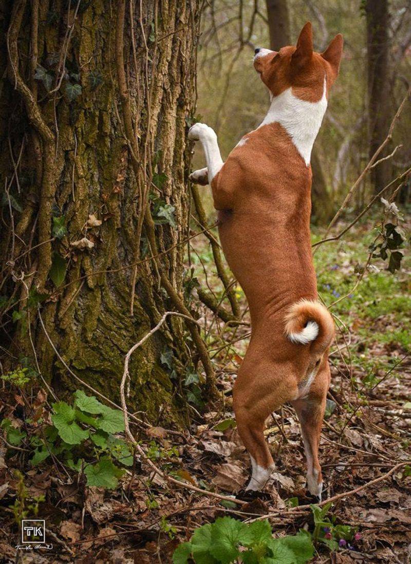 Basenji