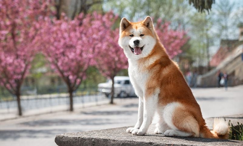 Akita: The Dignified Protector