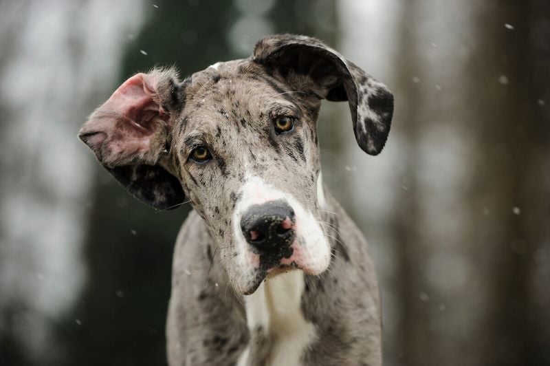 Great Dane: The Apartment-Sized Horse
