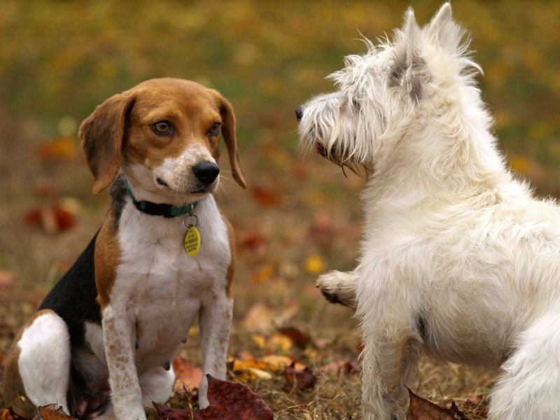 Introduce Your Dog to the World Gradually
