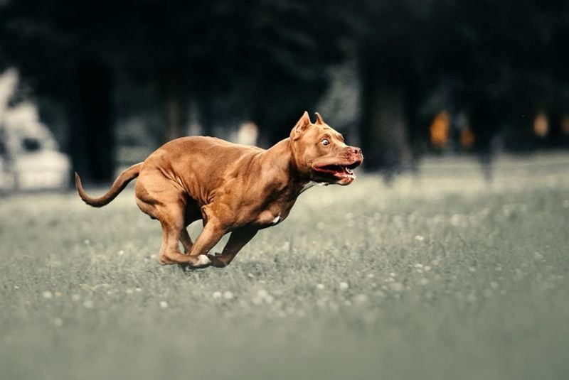 The Mystery of Zoomies