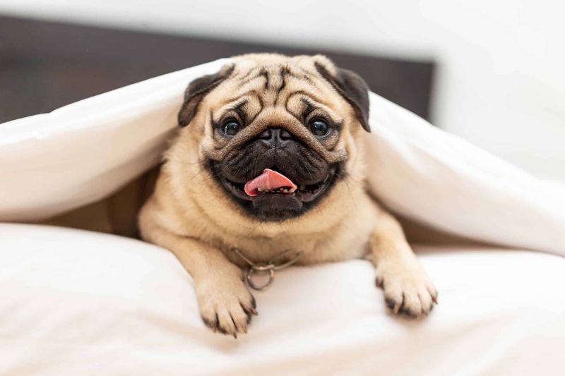 Pug: The Charming Clown
