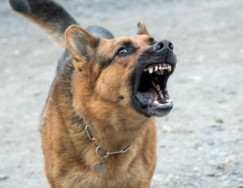 Barking Habits