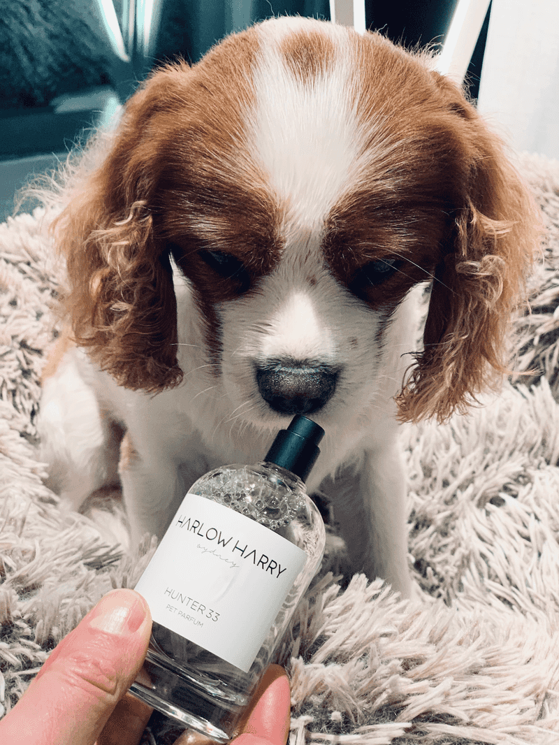 Perfumes and Colognes Overwhelm Canine Senses