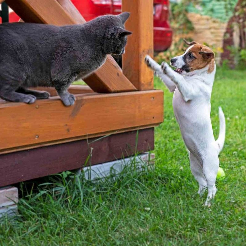 Not Every Dog Loves Kids, Cats, Or Other Dogs