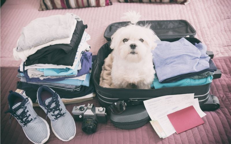Travel Plans Get Complicated