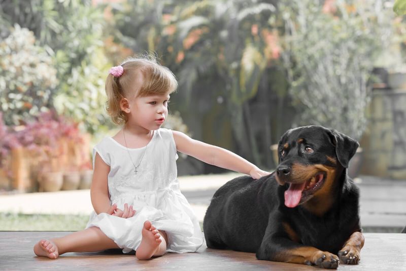 Excellent Family Dogs (When Trained)
