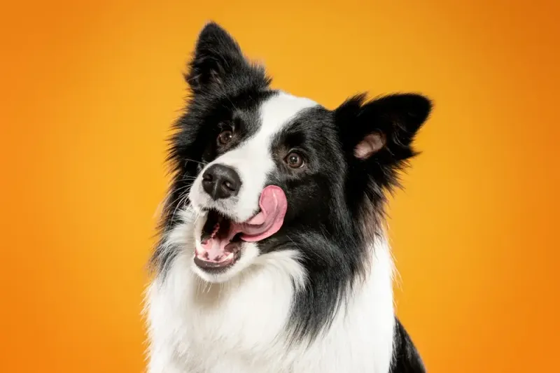 Collie