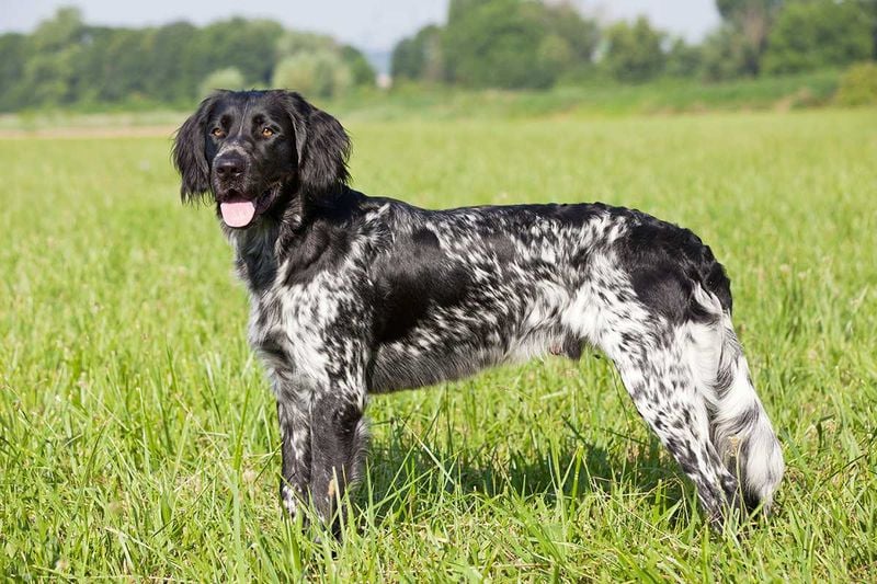 Large Münsterländer (Germany)